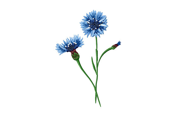 Bouquet of Cornflowers Review
